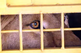 活體動物空運