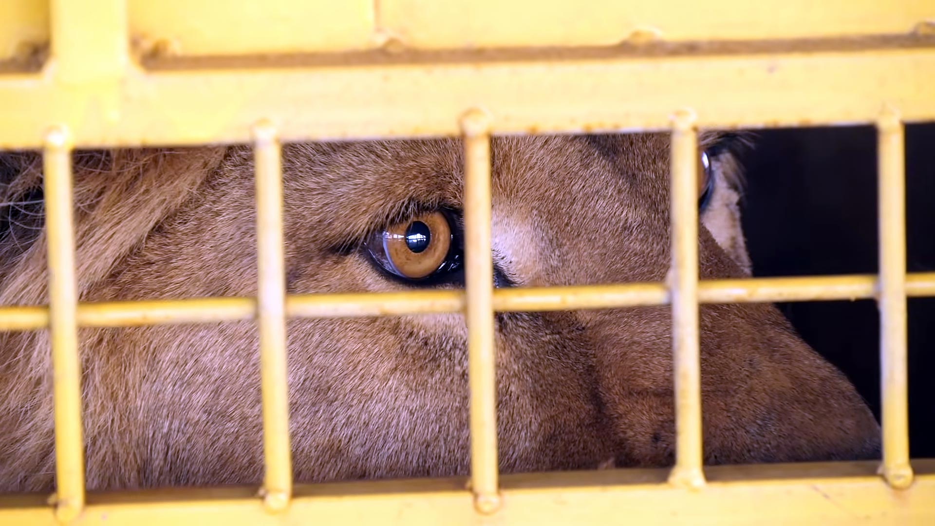 Transporte aéreo de animales vivos